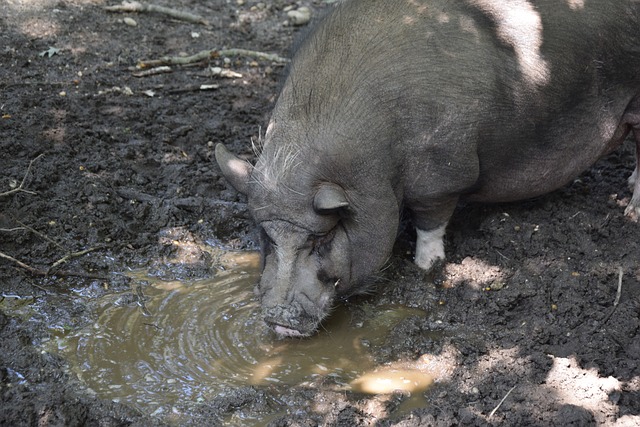 耶特等某些 耶特等某些